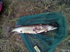 Kliknutím fotografii zvětšíte 22.5.11. Tatrovice,po cca 20 okounech prišla tahle krasavice :-D 60 cm štika