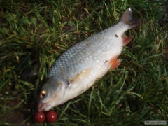 Kliknutím fotografii zvětšíte 20.5.2011