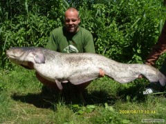 Kliknutím fotografii zvětšíte sumec 185cm dyje 7