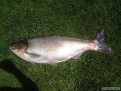 Tolstoj 97cm 14kg