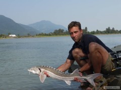 Kliknutím fotografii zvětšíte White Sturgeon