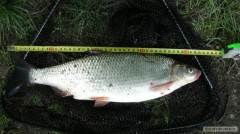 ostroretka 44cm