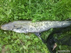 Kliknutím fotografii zvětšíte Můj první sumec - 62 cm