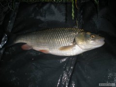 Kliknutím fotografii zvětšíte Tlouštík 44cm