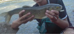 Kliknutím fotografii zvětšíte Jalec 50cm