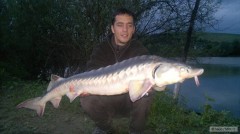 Kliknutím fotografii zvětšíte Jeseter, 112cm
