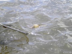 Labe 2011