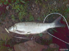 Dne�n� 62cm