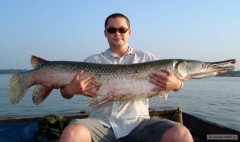 Alligator gar 78lb