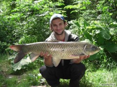 Kliknutím fotografii zvětšíte amur 87cm