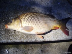 Kliknutím fotografii zvětšíte Kapr 59cm