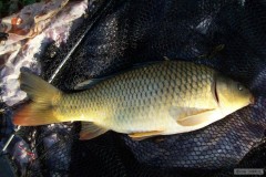 kapr 40 cm