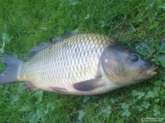 Kliknutím fotografii zvětšíte Kapor 50cm/3kg