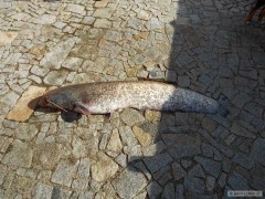 Kliknutím fotografii zvětšíte sumec na 02 stříbrnou rotačku a 2,10 prut