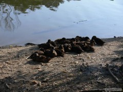 Kliknutím fotografii zvětšíte Polední siesta