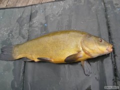 Kliknutím fotografii zvětšíte Lín 47cm