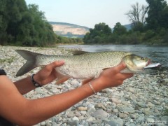 Dne�n� bole� 57cm