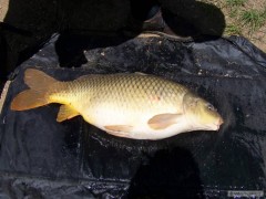 Kliknutím fotografii zvětšíte Kapr 73 cm 11,5 kg