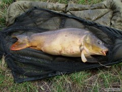 Kliknutím fotografii zvětšíte Kapr 76 cm 12,3 kg