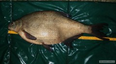 Kliknutím fotografii zvětšíte Cejn 58 cm