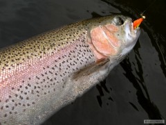 Dal�� duh�k na Berkley nymph...