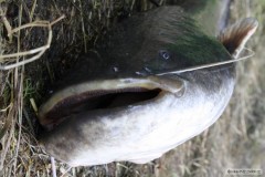 Kliknutím fotografii zvětšíte sumík 108 cm