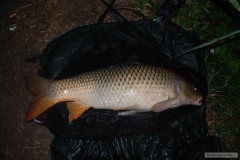 Kliknutím fotografii zvětšíte 81 cm a 8.4 kg