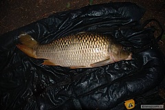 Kliknutím fotografii zvětšíte 77 cm a 7.5 kg