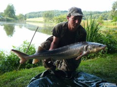 Jeseter 127cm, 15,5kg