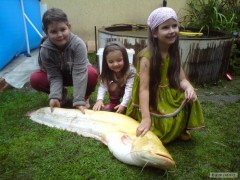 zlat� rybka
