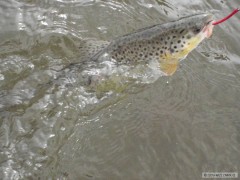 Kliknutím fotografii zvětšíte poto SR 2011