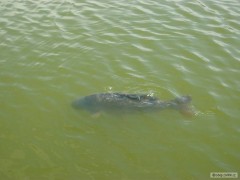 Kliknutím fotografii zvětšíte carp