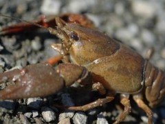 Kliknutím fotografii zvětšíte Klepetáč