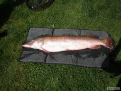 Kliknutím fotografii zvětšíte štika 115cm - 9,5kg