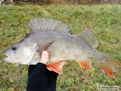Kliknutím fotografii zvětšíte okoun 35cm