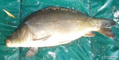 Kliknutím fotografii zvětšíte Kapřík 52 cm