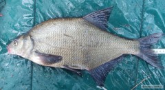 Cejn 48 cm