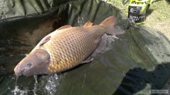 Kapr 79cm/14,1kg
