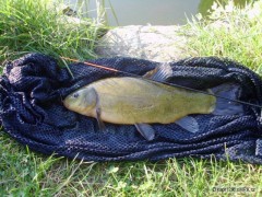 Kliknutím fotografii zvětšíte Lín 39cm