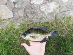 "Black Crappie"z amerického jezera