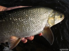 Dal�� bolda, na jemn� prut je to mil� soupe�...