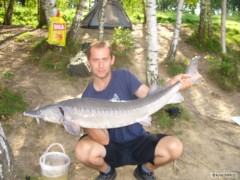 Kliknutím fotografii zvětšíte jeseter 120cm,15kg