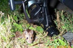 Kliknutím fotografii zvětšíte myšák