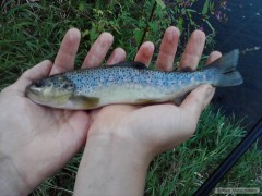 POTO��K ZE SVITAVY 1