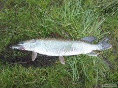 Štika 70cm,smáček 4cm červenobílý