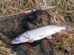 �tika tentokr�t zadn� mor�vka