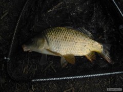 Kliknutím fotografii zvětšíte kapr 45cm