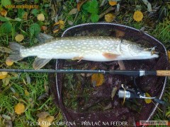 Kliknutím fotografii zvětšíte štika 72cm