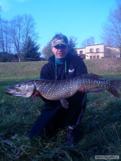 Kliknutím fotografii zvětšíte Esox lucius