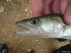 Cand�tek